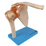 Articulacao-do-Ombro-com-Ligamentos-Center-Medical