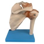 Articulacao-do-Ombro-com-Ligamentos-Center-Medical