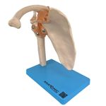 Articulacao-do-Ombro-com-Ligamentos-Center-Medical