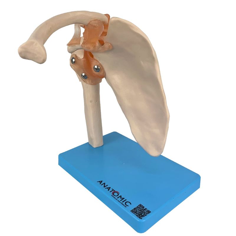 Articulacao-do-Ombro-com-Ligamentos-Center-Medical