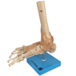 Articulacao-do-Pe-com-Ligamentos-Center-Medical