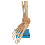 Articulacao-do-Pe-com-Ligamentos-Center-Medical