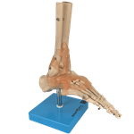 Articulacao-do-Pe-com-Ligamentos-Center-Medical