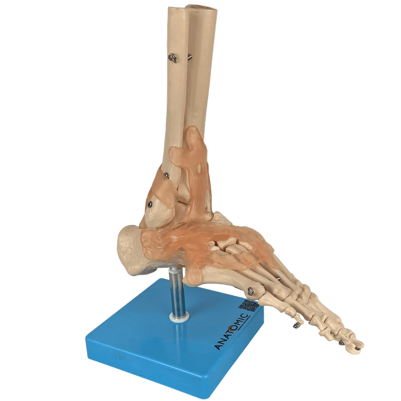 Articulacao-do-Pe-com-Ligamentos-Center-Medical