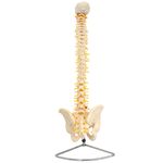 Coluna-Vertebral-Flexivel-Center-Medical