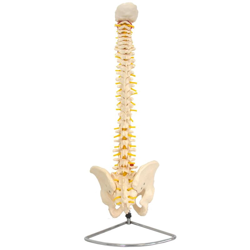 Coluna-Vertebral-Flexivel-Center-Medical