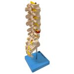 Coluna-Vertebral-Lombar-Center-Medical