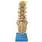 Coluna-Vertebral-Lombar-Center-Medical