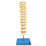 coluna-vertebral-toracica...centermedical.com.br