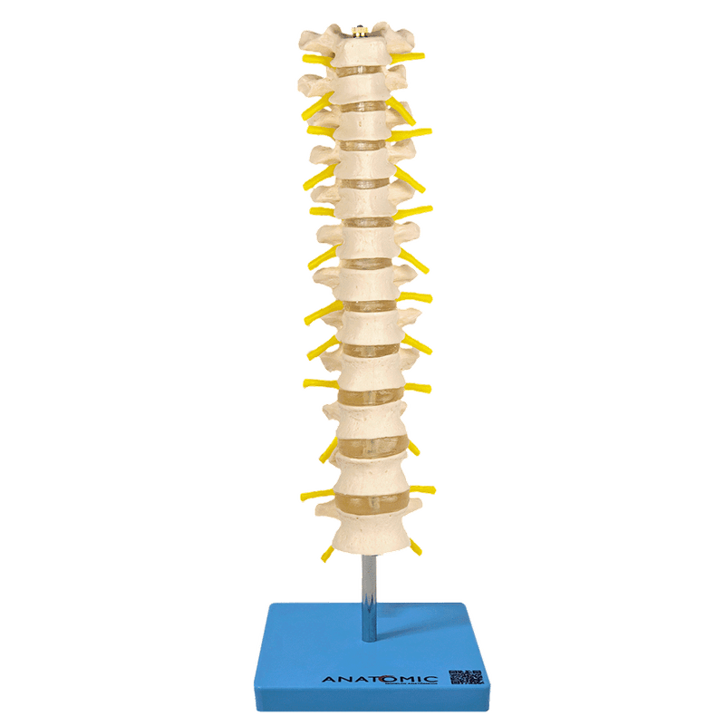 coluna-vertebral-toracica...centermedical.com.br