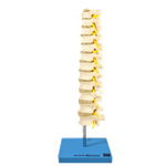 coluna-vertebral-toracica...centermedical.com.br