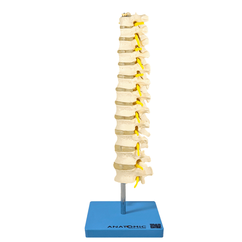 coluna-vertebral-toracica...centermedical.com.br