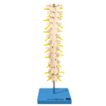 coluna-vertebral-toracica...centermedical.com.br