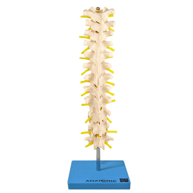 coluna-vertebral-toracica...centermedical.com.br