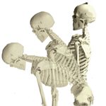 Esqueleto-168cm-c--Coluna-Flexivel-c--Suporte-e-Base-c--Rodas-Center-Medical