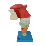 Laringe-Ampliada-com-Arcada-e-Lingua-em-9-Partes-Center-Medical
