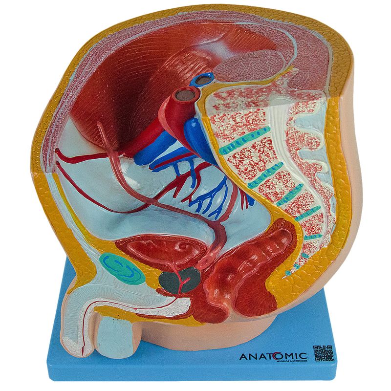 pelvis-masculina-tamanho-natural-anatomic.centermedical.com.br