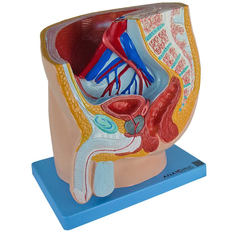 pelvis-masculina-tamanho-natural-anatomic.centermedical.com.br