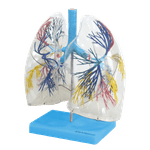 Pulmao-Transparente-Center-Medical