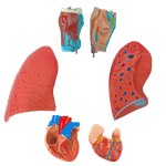 Sistema-Respiratorio-e-Cardiovascular-com-07-Partes-Center-Medical