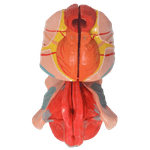 orgao-genital-feminino-4-partes.centermedical.com.br
