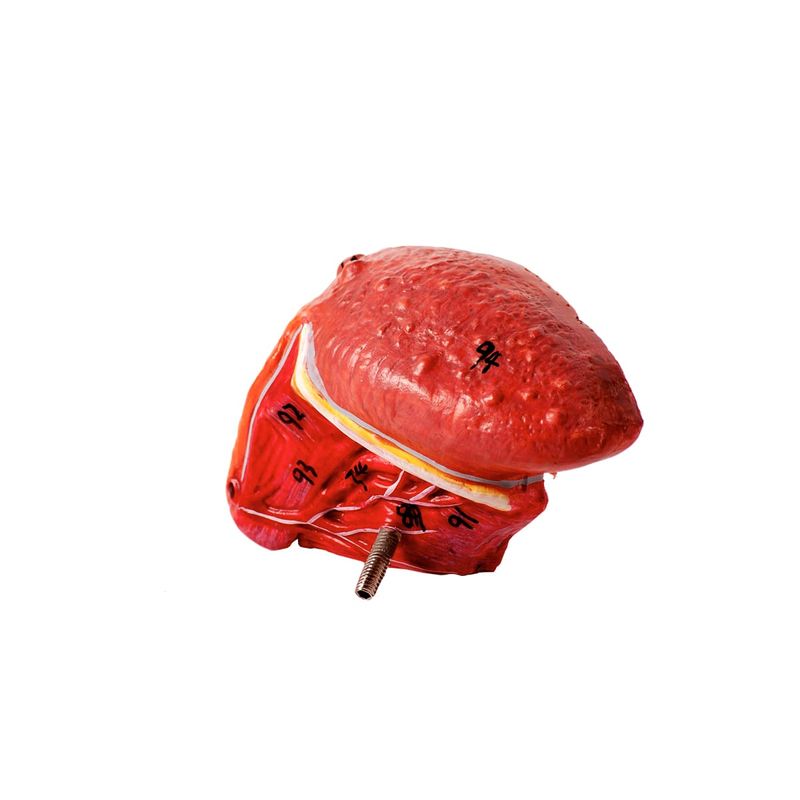 Cranio-Facial-c--Demonstrativo-de-Nervos-e-Vasos-2-Partes-Center-Medical