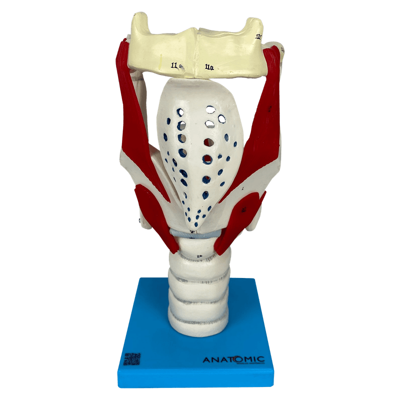 Laringe-Funcional-Ampliada-Center-Medical