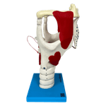 Laringe-Funcional-Ampliada-Center-Medical