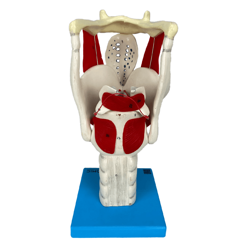 Laringe-Funcional-Ampliada-Center-Medical