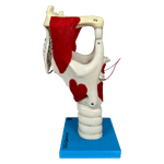 Laringe-Funcional-Ampliada-Center-Medical