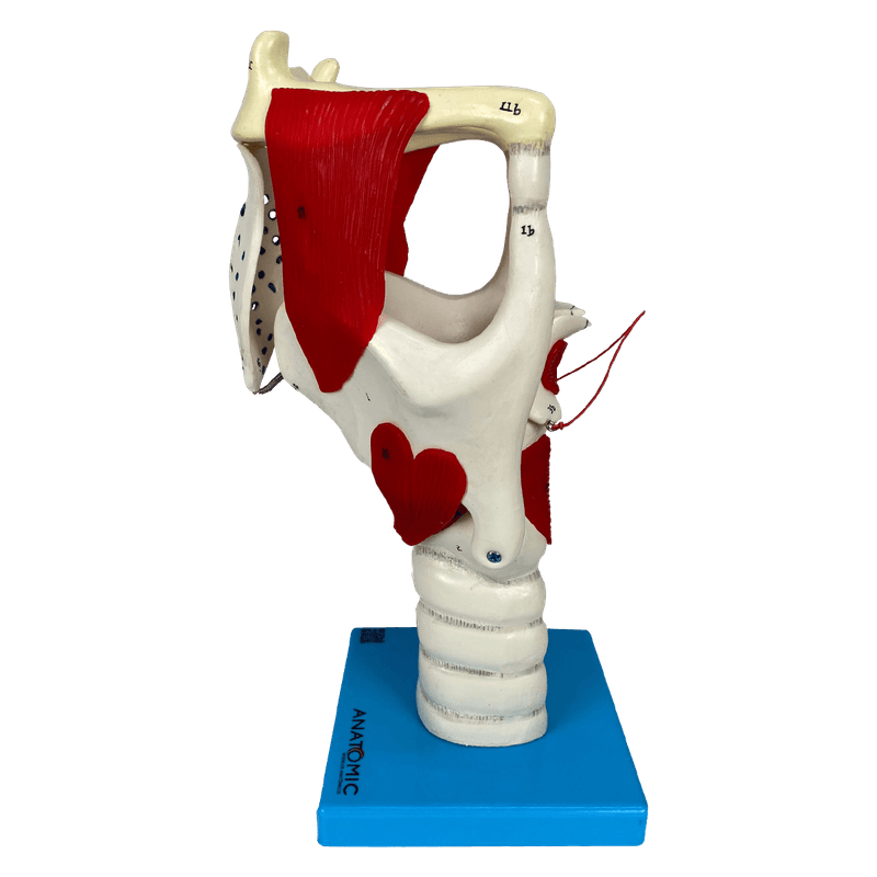 Laringe-Funcional-Ampliada-Center-Medical