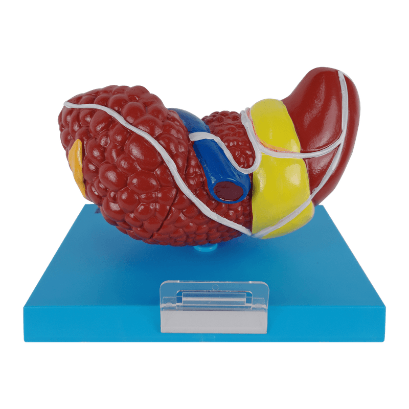 Figado-com-Patologia-Center-Medical