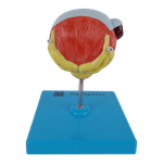 Bexiga-Urinaria-e-Prostata-com-Patologias-Center-Medical