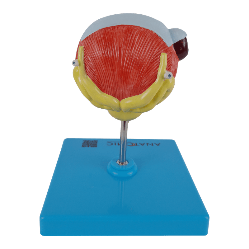 Bexiga-Urinaria-e-Prostata-com-Patologias-Center-Medical