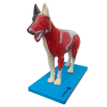 Anatomia-do-Cachorro-Center-Medical