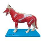 Anatomia-do-Cachorro-Center-Medical