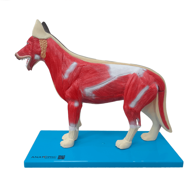 Anatomia-do-Cachorro-Center-Medical