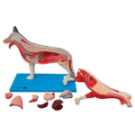 Anatomia-do-Cachorro-Center-Medical