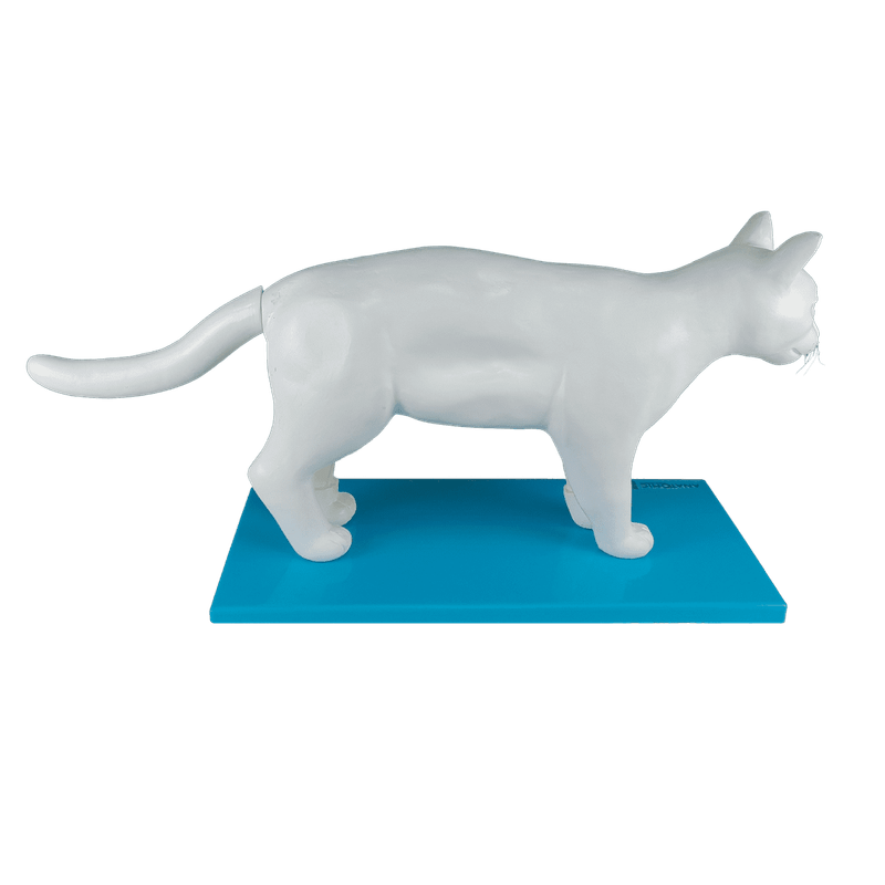 Anatomia-do-Gato-Center-Medical