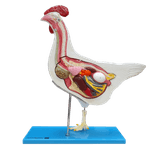 Anatomia-da-Galinha-Center-Medical