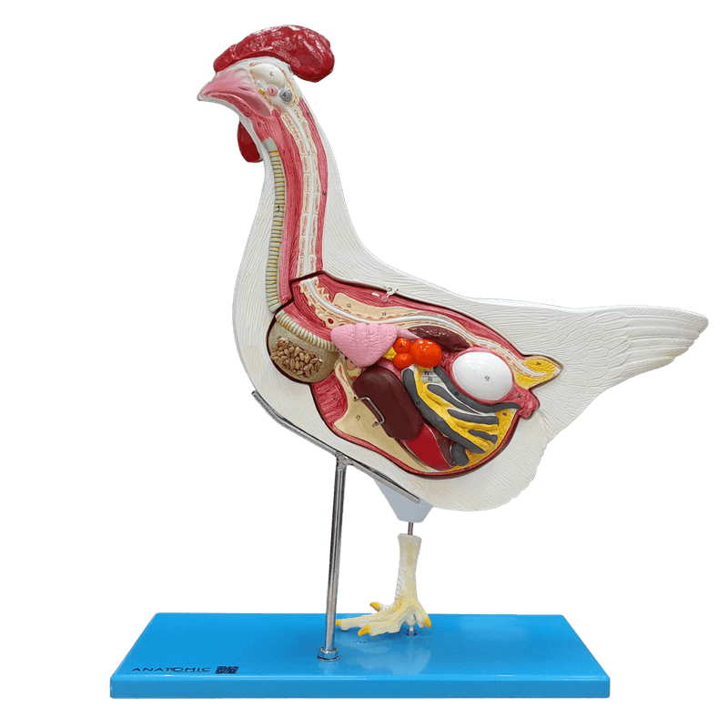 Anatomia-da-Galinha-Center-Medical