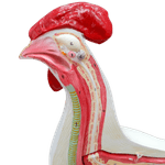 Anatomia-da-Galinha-Center-Medical