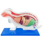 Anatomia-do-Coelho-Center-Medical