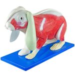Anatomia-do-Coelho-Center-Medical