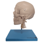 Cranio-com-Coluna-Cervical-e-Cerebro-13-Partes-Center-Medical