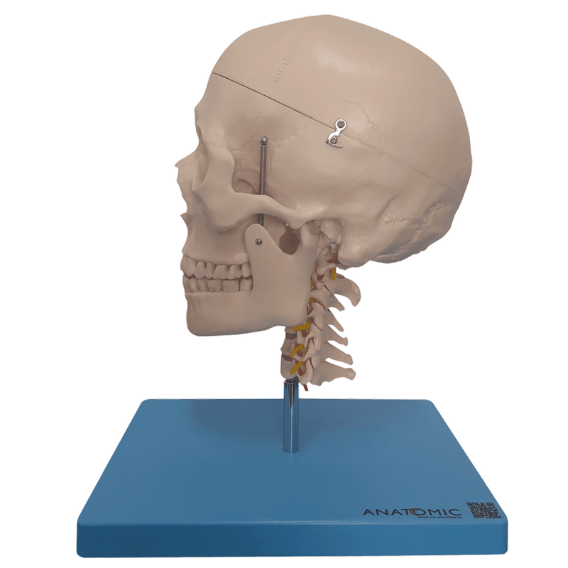 Cranio-com-Coluna-Cervical-e-Cerebro-13-Partes-Center-Medical