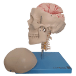 Cranio-com-Coluna-Cervical-e-Cerebro-13-Partes-Center-Medical