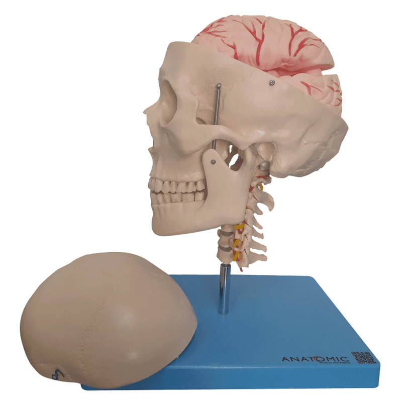 Cranio-com-Coluna-Cervical-e-Cerebro-13-Partes-Center-Medical