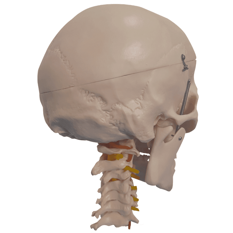 Cranio-com-Coluna-Cervical-e-Cerebro-13-Partes-Center-Medical