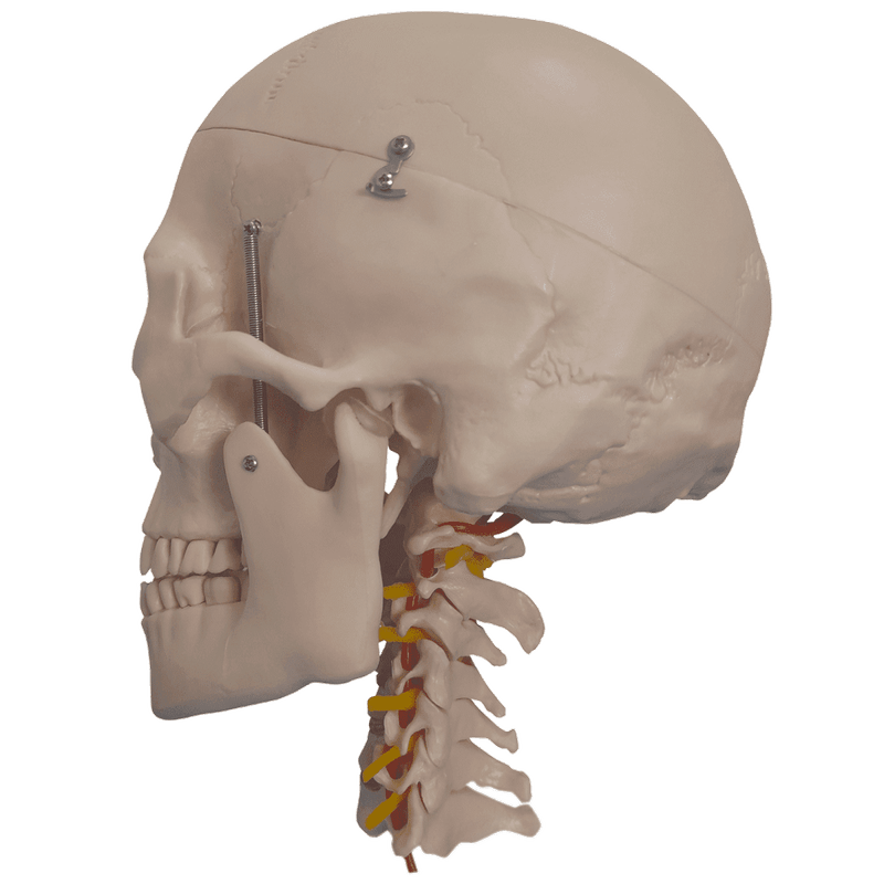 Cranio-com-Coluna-Cervical-e-Cerebro-13-Partes-Center-Medical